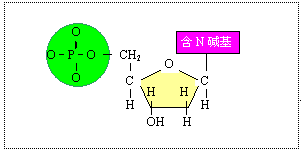 通過肽鍵連接成的多肽鏈 ④由多肽構成具有三維空間結構的蛋白質分子