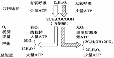 有氧呼吸和无氧呼吸的比较图试题详情点击展开完整题目误区警示(4)有