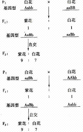 高茎自交遗传图解图片