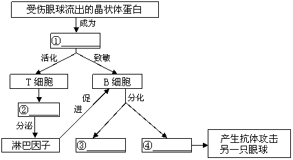 釋放出抗原(2分)⑶①自身抗原 ②效應t(淋巴) ③記憶(b淋巴)細胞