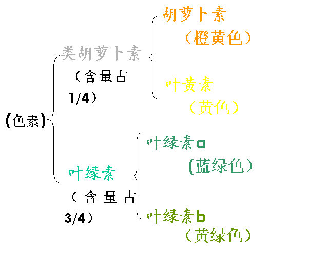绿叶中色素的提取和分离 (1)可以利用无水乙醇提取绿叶中的色素