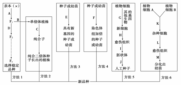 诱变育种的流程图图片