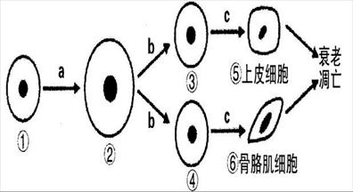 下图为人体某个细胞所经历的生命历程各个阶段示意图,图中①~⑥为各个
