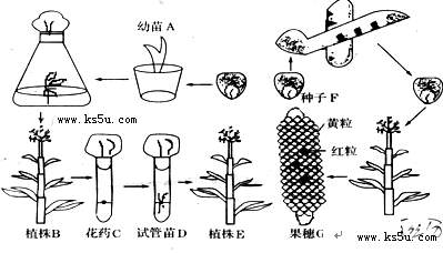 (1)取幼苗a的茎尖进行组织培养,发育成植株b,再取其花药进行离体培养