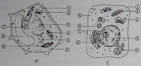 以下是基因型为aabb的雌性高等动物细胞分裂图像及细胞分裂过程中