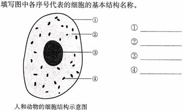 画一个口腔上皮细胞图图片