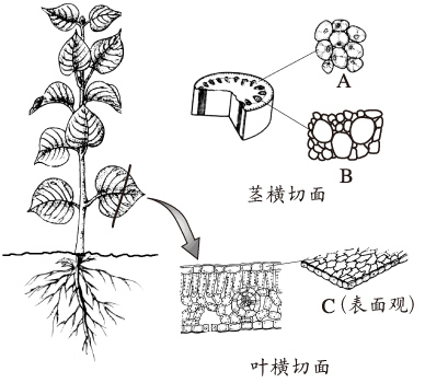 植物的结构图卡通图片