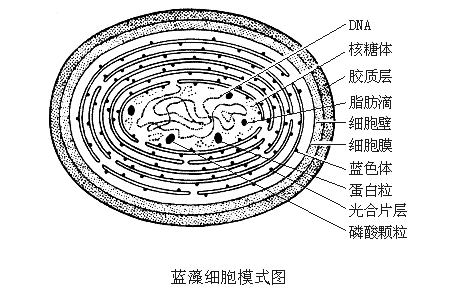 蓝细菌的细胞结构图图片