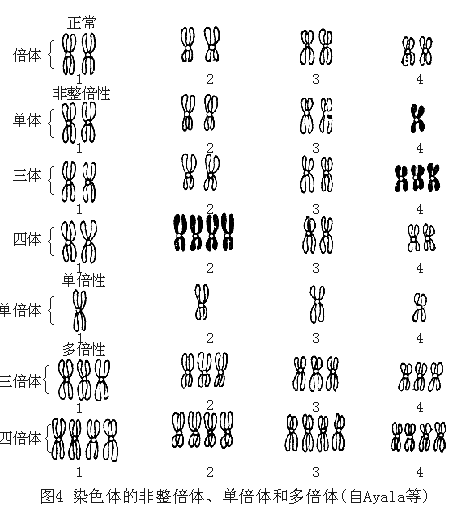 四倍体染色体图片