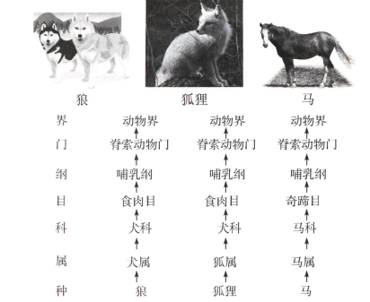 在生物分类等级中.生物之间的共同特征最多的和最少的分别是 A. 种.界 B. 界.种 C. 门.界 D. 种.科 题目和参考答案——青夏教育 ...