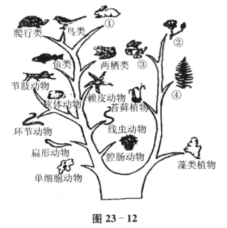 动物界进化树图片